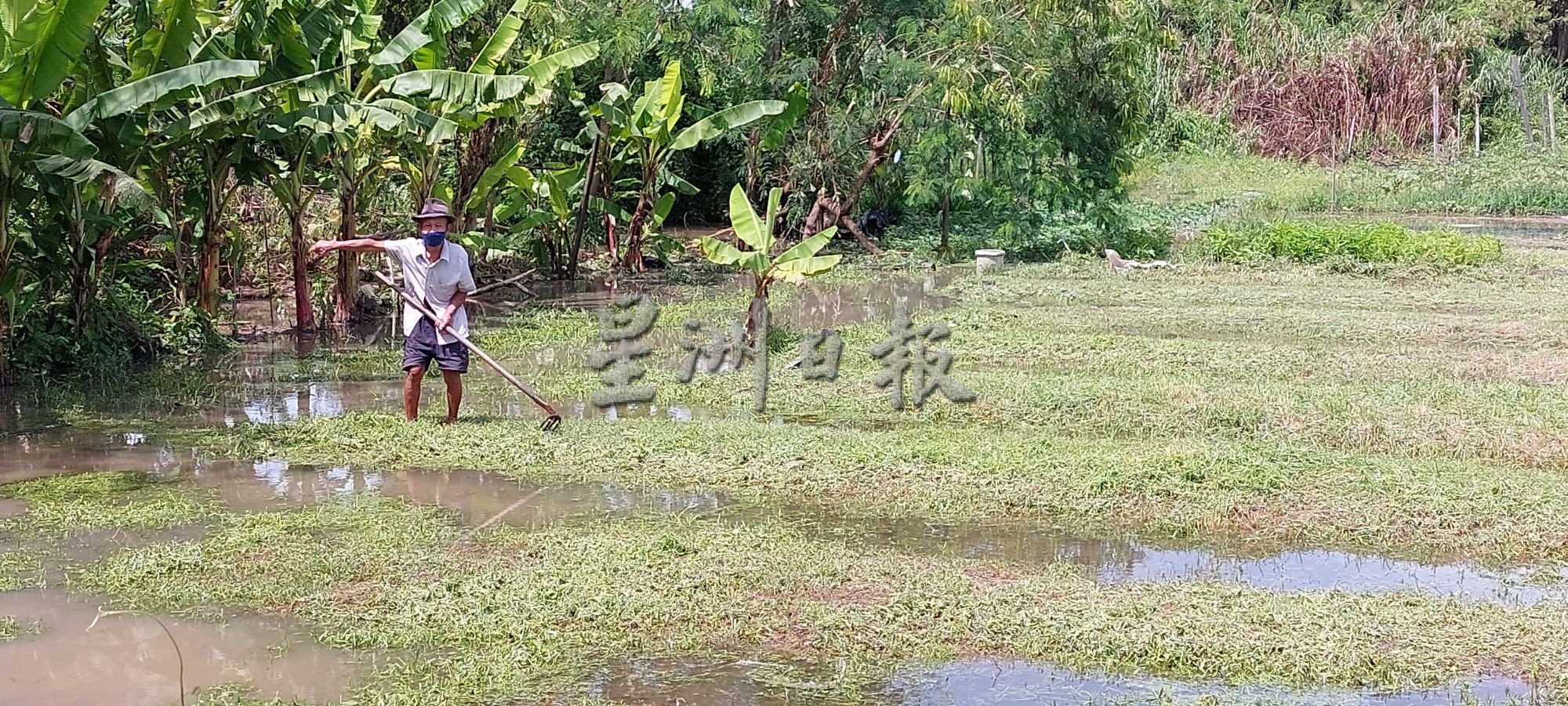 （古城第三版主文）农田淹水，老菜农希望政府能赔偿