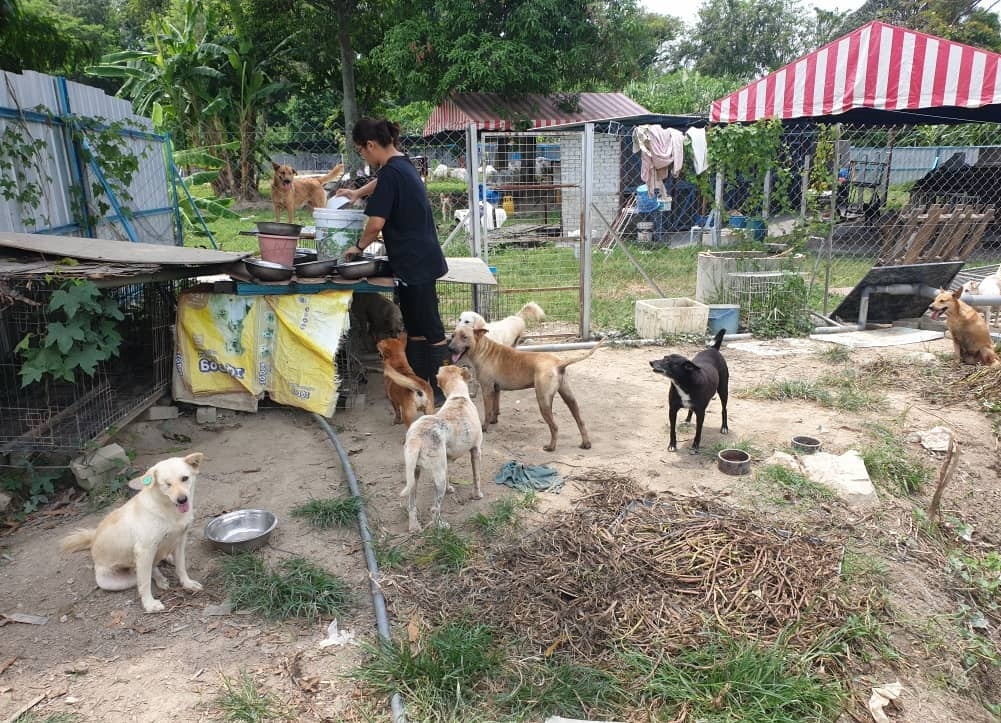 大霹雳时事焦点／宠物饲料吹涨风 动物收容中心捐献减半 