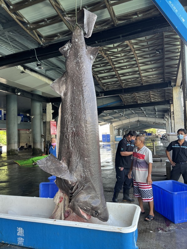 拼盘／台湾捕获灰六鳃鲨 比恐龙更古老物种