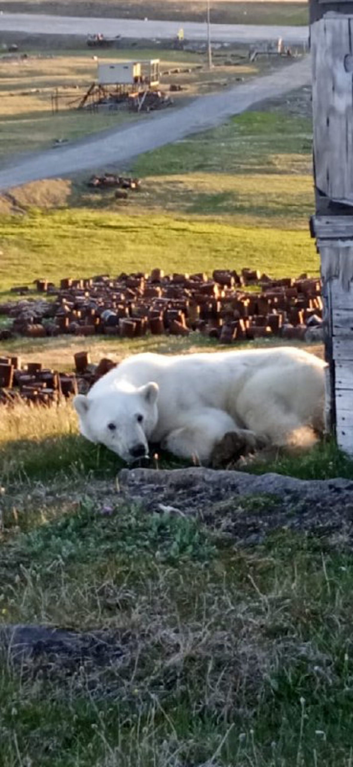 瘦弱北极熊到俄罗斯北部小镇觅食　舌头惨被炼奶罐夹伤幸获拯救