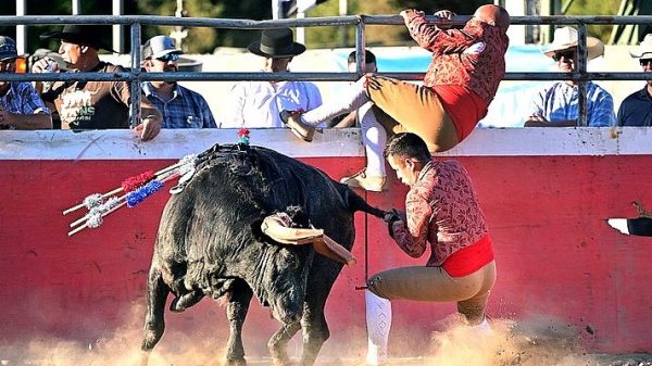 California’s Portuguese community keeps bullfighting alive without bloodshed