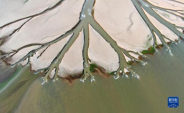 水位续下降 中国最大淡水湖 鄱阳湖现“大地之树”自然景观现象