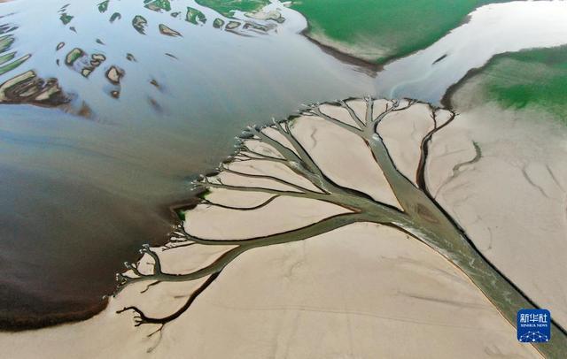 水位续下降 中国最大淡水湖 鄱阳湖现“大地之树”自然景观现象