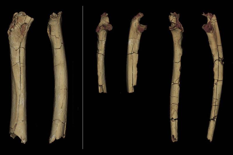 法国研究：人类700万年前即开始直立行走