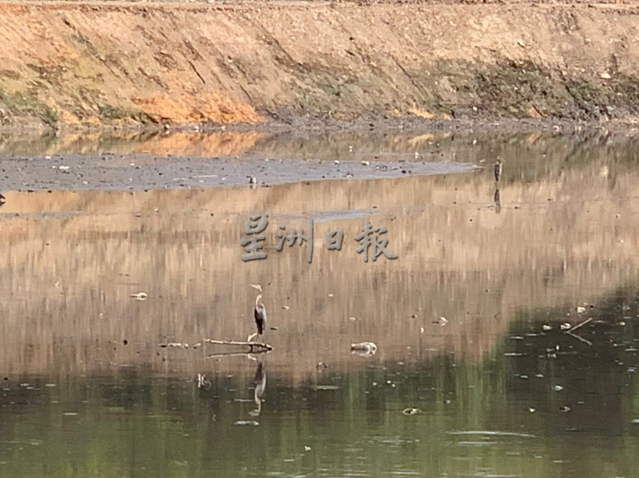 （古城封面主文）爱极乐柏迈逾10野狗遇害 邓永森促停止杀害野狗