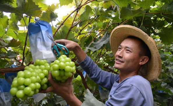 拼盘）中国“阳光玫瑰”葡萄中秋上市　种苗为麝香葡萄致日本每年损失3.1亿令吉