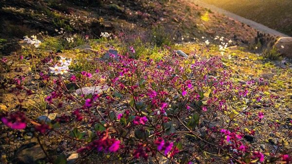 Flowering bloom