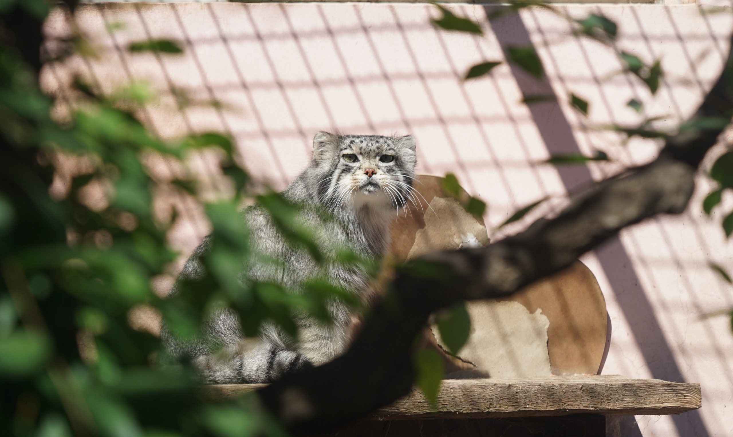 拼盤／中國唯一圈養雄性兔猻“猻思邈”因進食卡喉窒息死亡