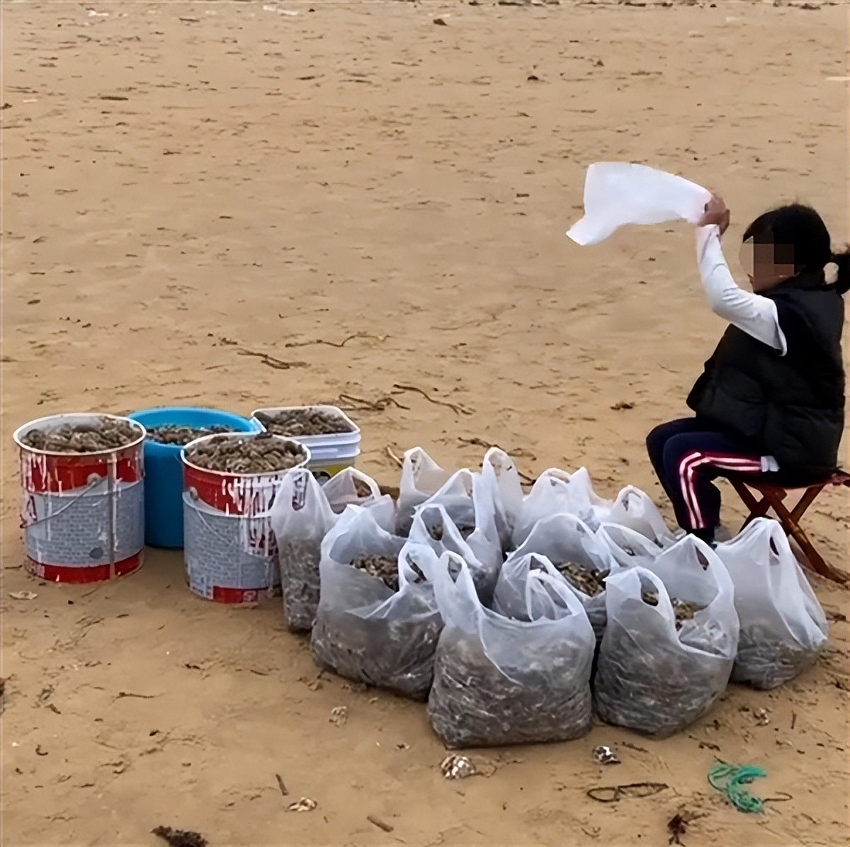 山東煙臺“海鮮大爆發”海腸、蝦子遍佈海灘 有人一晚撈上千斤    