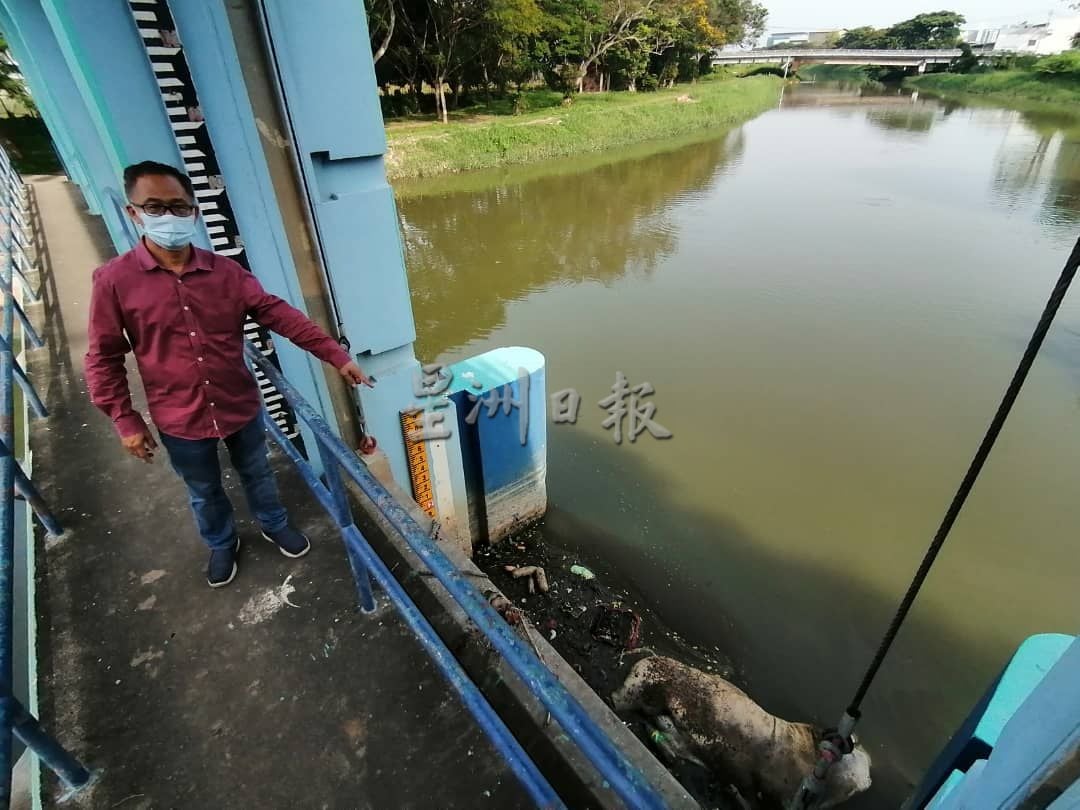 （古城封底主文）峇株韩巴水闸出现动物浮尸体 疑似死猪