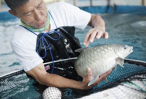 拚盘)智慧农业助攻环保养殖 愉富农科实现最鲜“忘不了”登港餐桌