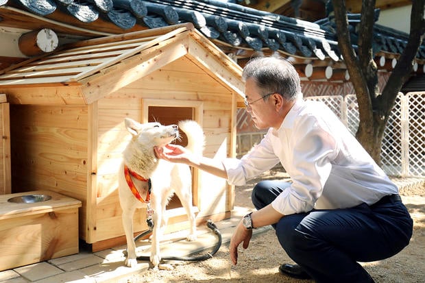 韩前总统文在寅拟将金正恩送赠的丰山犬　交还政府