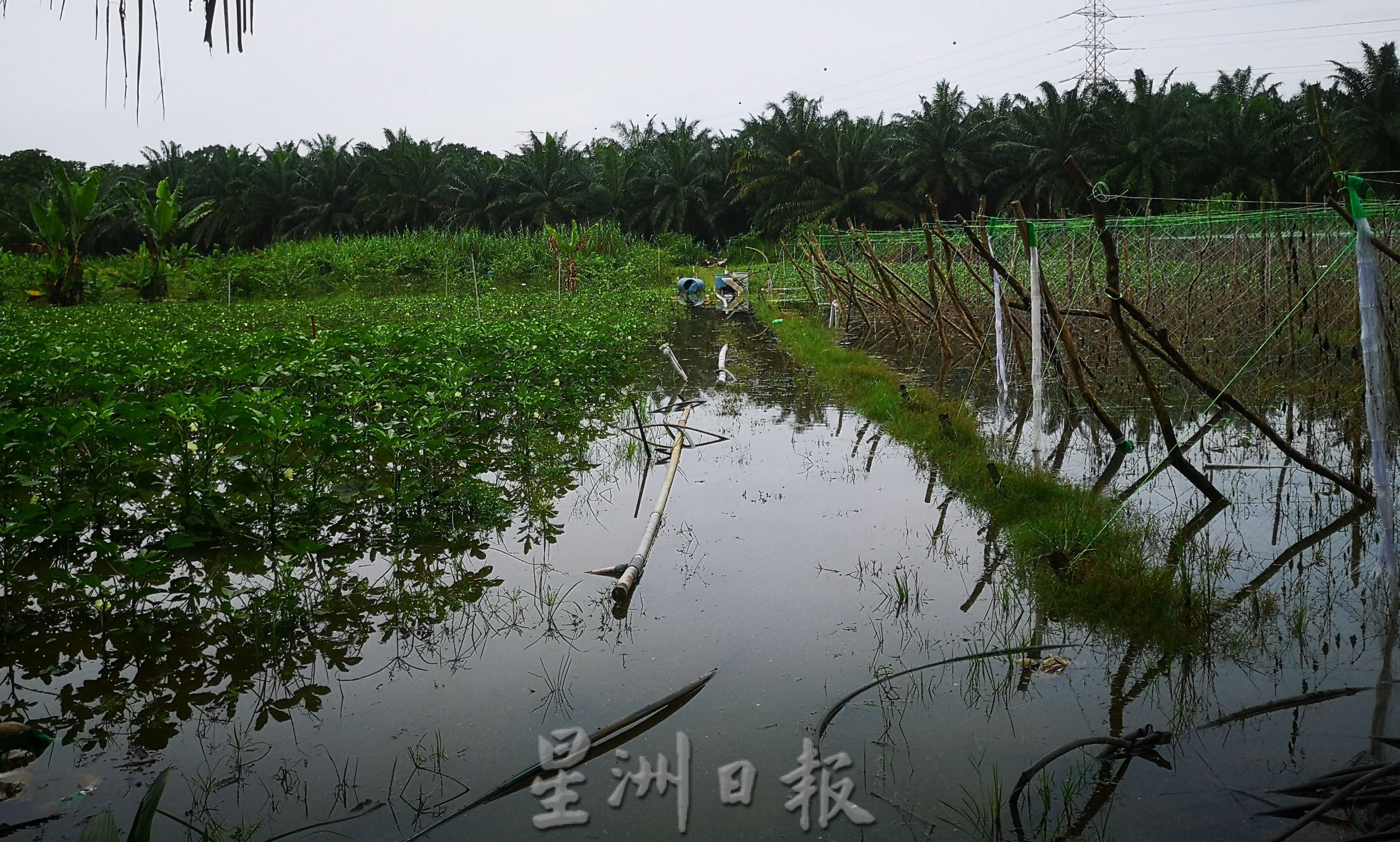 （古城第三版主文）水淹巴也隆布多片菜园，菜农心血被冲毁，欲哭无泪