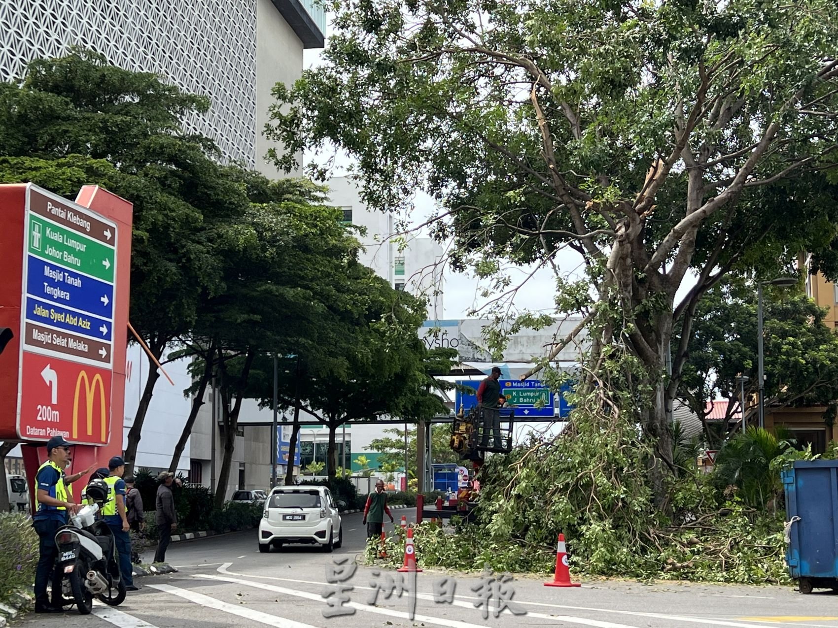 （古城第二版主文）大吉里望树倒压2车·当局别困环保迷思中