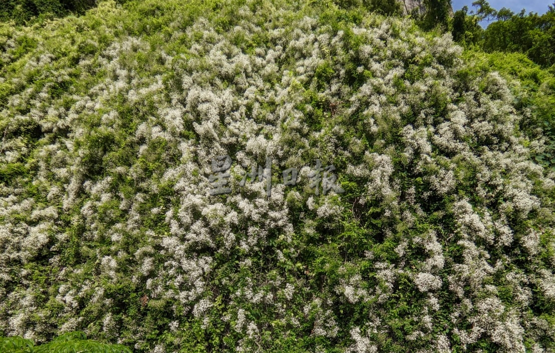 大霹靂焦點／雪藤花營造三雪牆 馬蘇拉山現雪花瑰寶