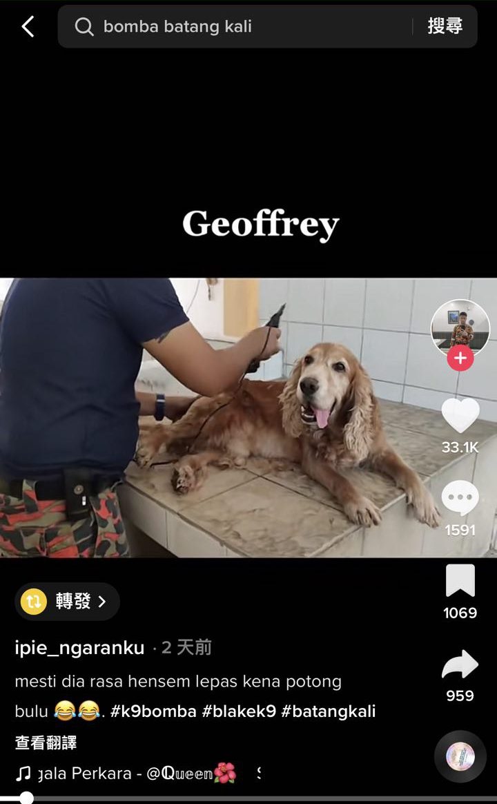 建功消防犬圣诞节获战友提供理发护理服务