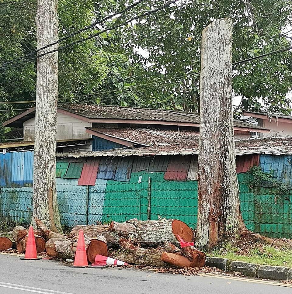 柔：砍树后树干被留在路旁，古来市议会受促采取行动