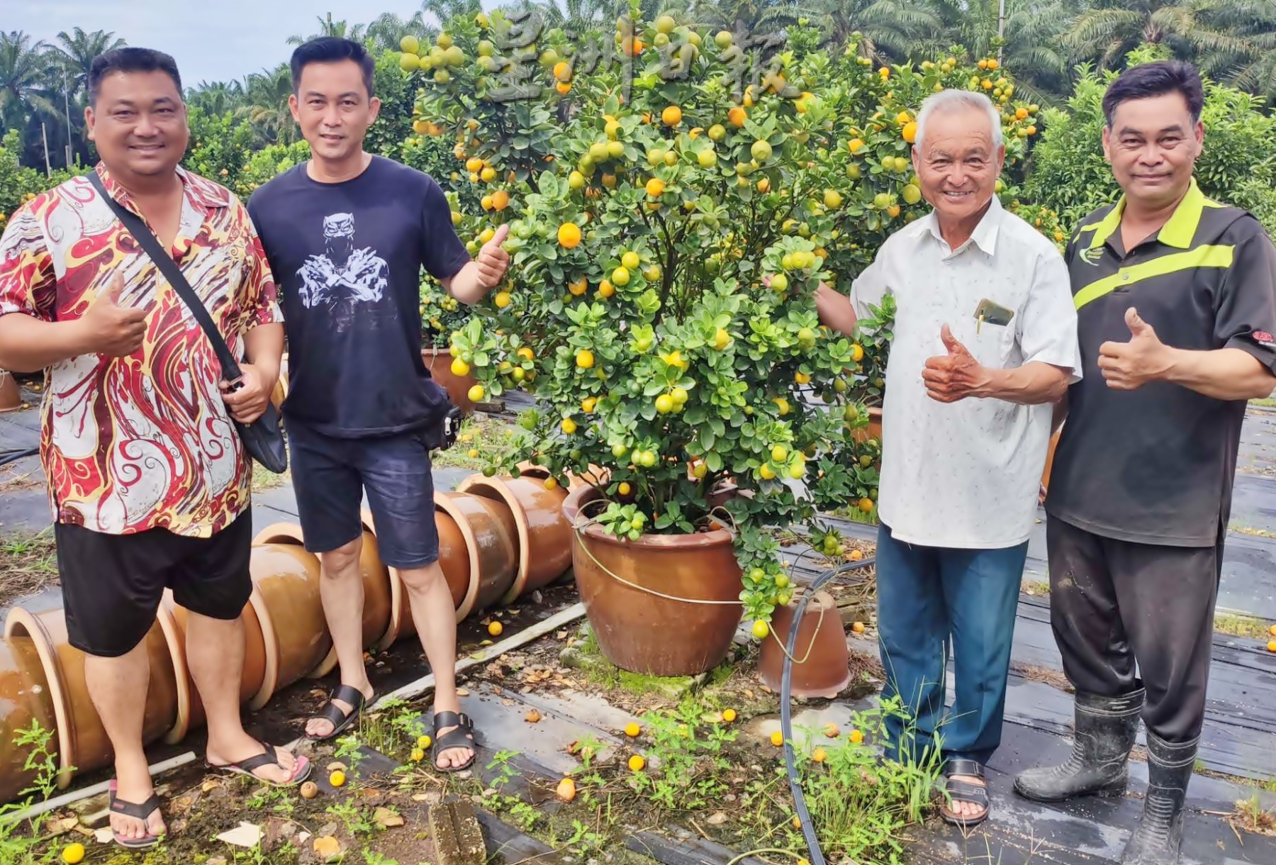 霹：大霹雳封底主文／【农的传人】／金黄盆桔好寓意 增添春意好团圆 