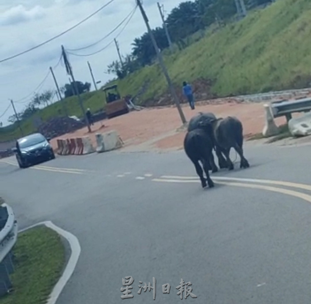 柔：封底头条：【民生特工队】：古来新港新村牛患