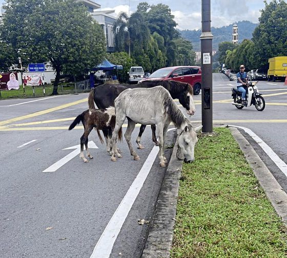 马主疑虐待！一家三口瘦骨嶙峋，街头垃圾堆觅食