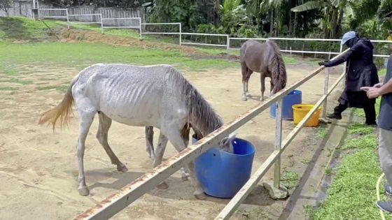 马主疑虐待！一家三口瘦骨嶙峋，街头垃圾堆觅食