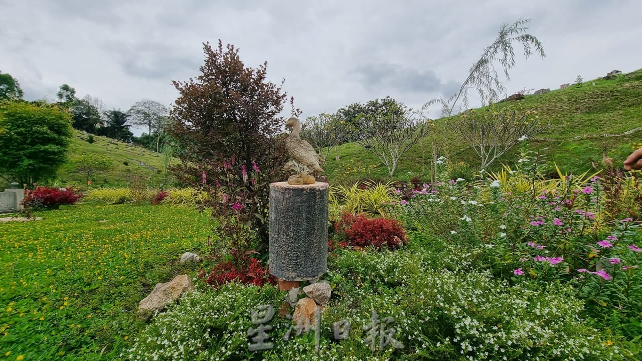 ns芙蓉：“无心插柳柳成荫”|莫顺发种植黄花点缀百年义山