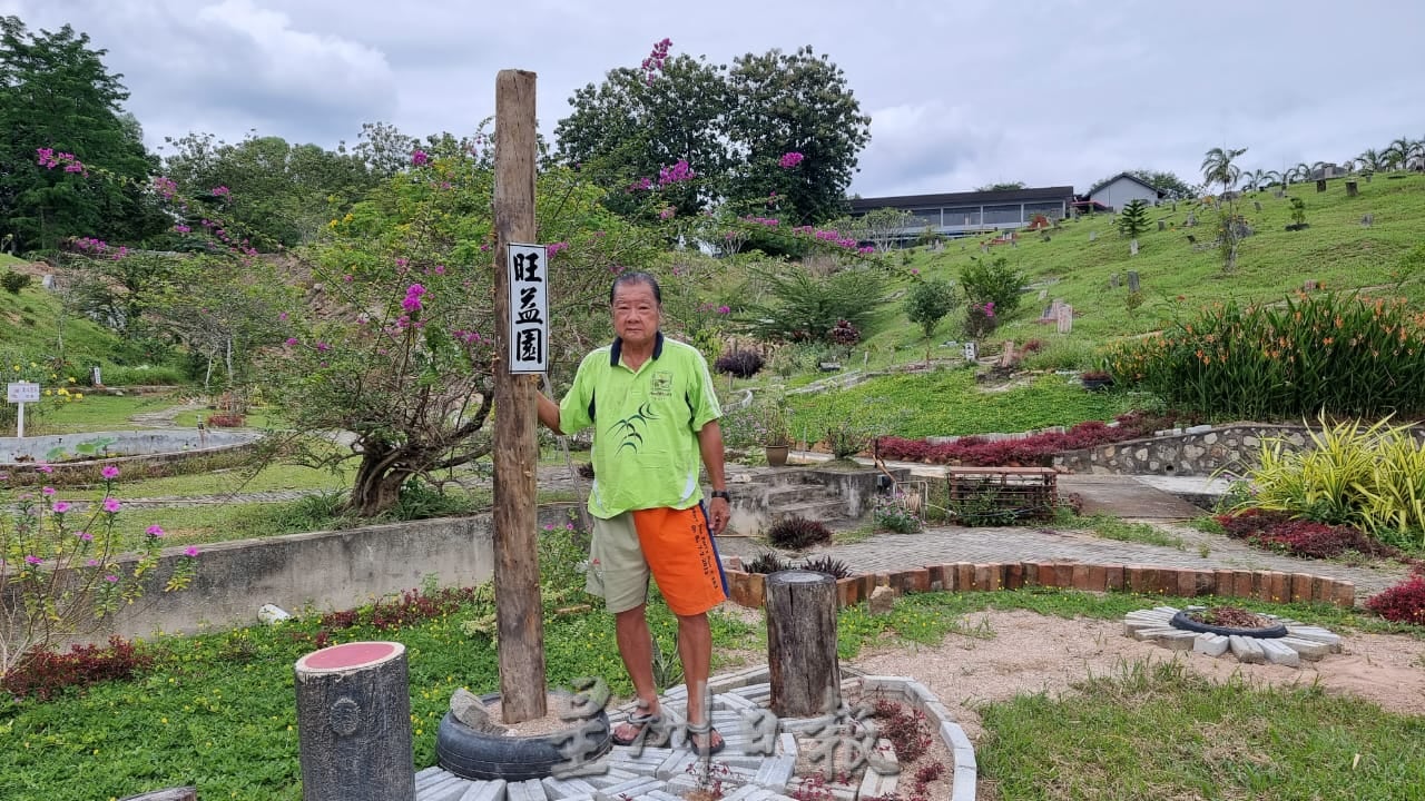 ns芙蓉：“无心插柳柳成荫”|莫顺发种植黄花点缀百年义山