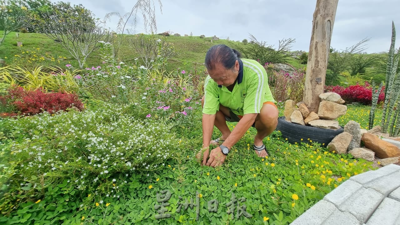 ns芙蓉：“无心插柳柳成荫”|莫顺发种植黄花点缀百年义山