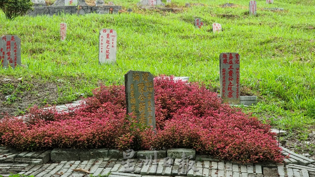 ns芙蓉：“无心插柳柳成荫”|莫顺发种植黄花点缀百年义山