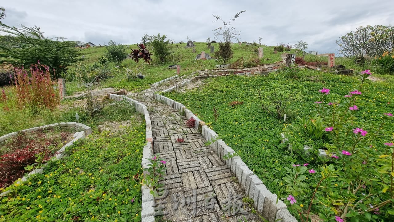 ns芙蓉：“无心插柳柳成荫”|莫顺发种植黄花点缀百年义山