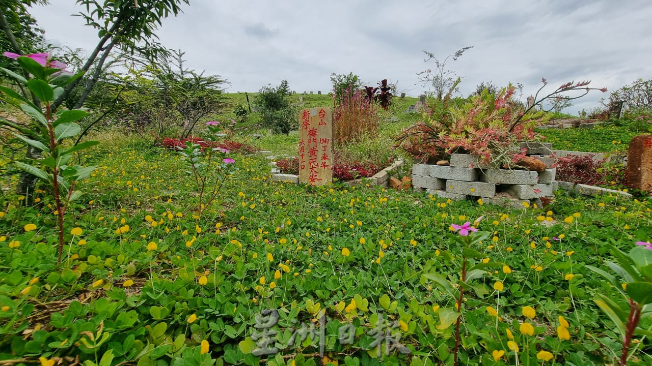 ns芙蓉：“无心插柳柳成荫”|莫顺发种植黄花点缀百年义山