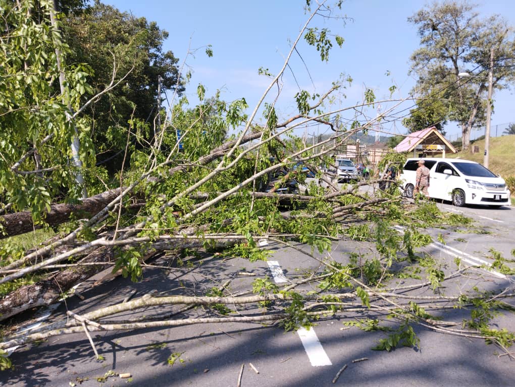 30尺高树倒压毁轿车·司机自行走出车外