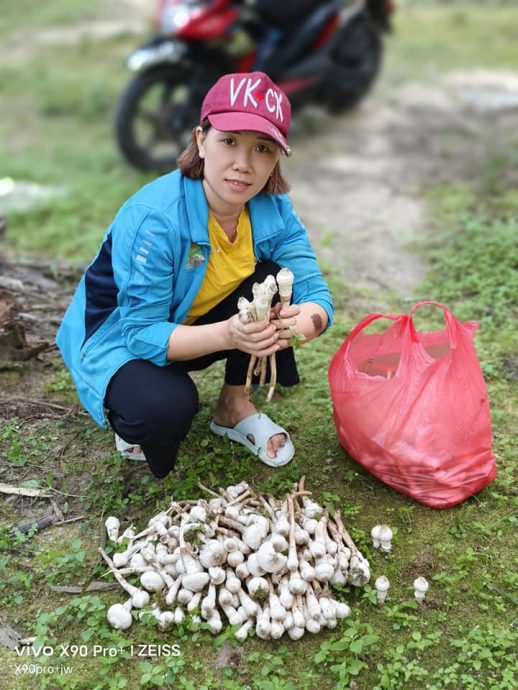 东：鸡肉菇生长季节老饕摘煮乐