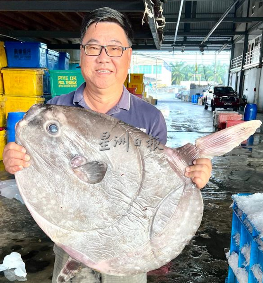 北馬海峽水域捕獲 “翻車魚”外形奇特