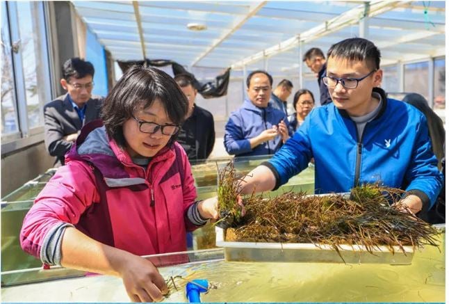 绿量无穷　中国「海底种草」建设绿洲？　修复海草床拯救「海洋之肺」