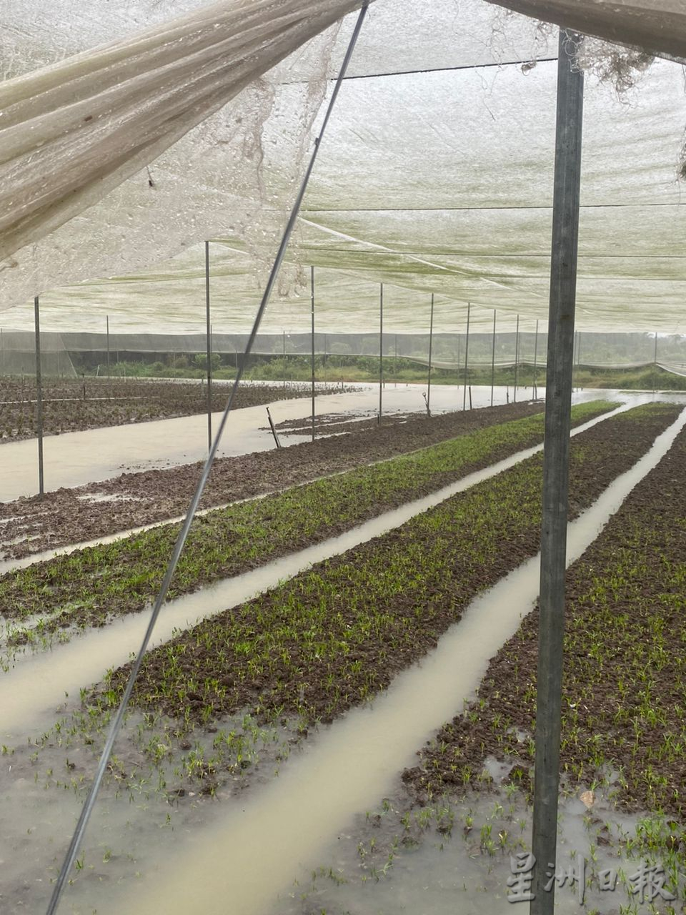 阴雨天气影响农作物 蔬菜或将掀涨价潮