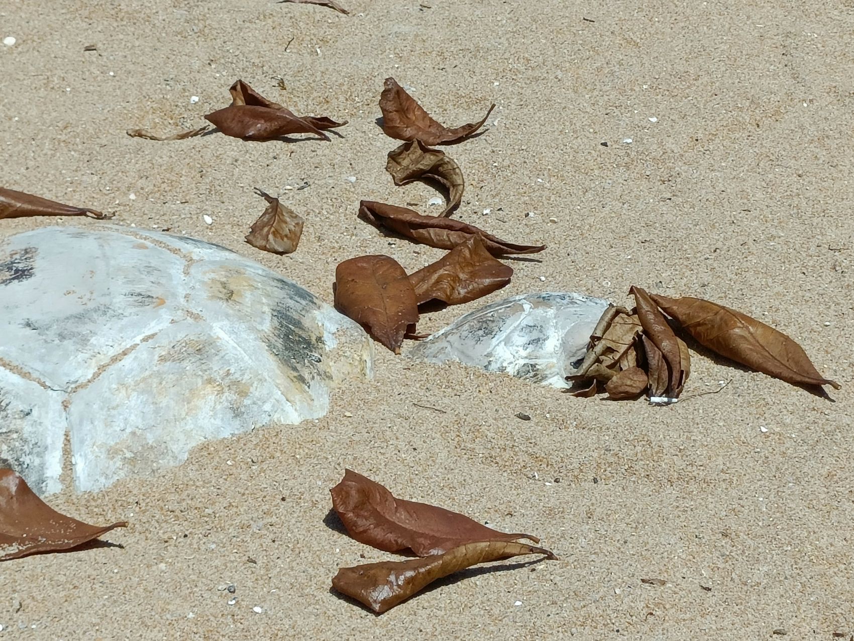 （古城第三版主文）这边：天梯千秋靓丽吸睛·那边：海龟造型残破失色