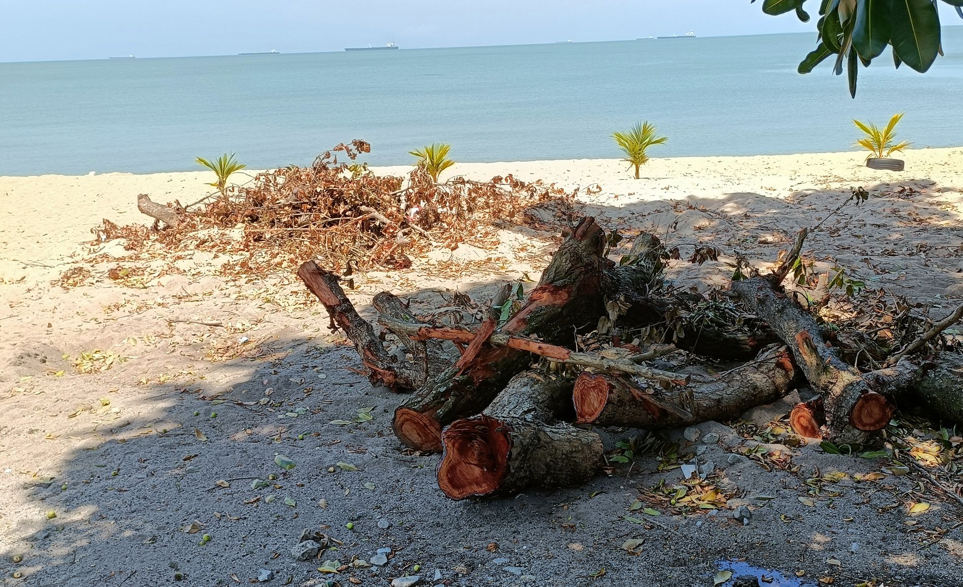 （古城第三版主文）这边：天梯千秋靓丽吸睛·那边：海龟造型残破失色