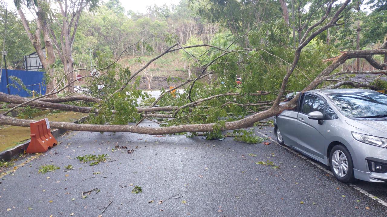 新笃北方大学今日下午一场暴风雨，多棵大树倒塌压毁轿车。