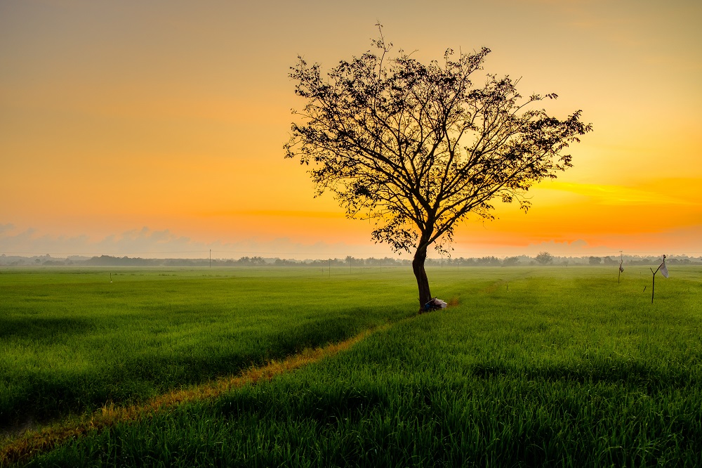 Beautiful sunrise with an alone tree over the paddy field at Selising, Pasir Puteh, Kelantan, Malaysia. Noise is visible in large view due to low light condition.