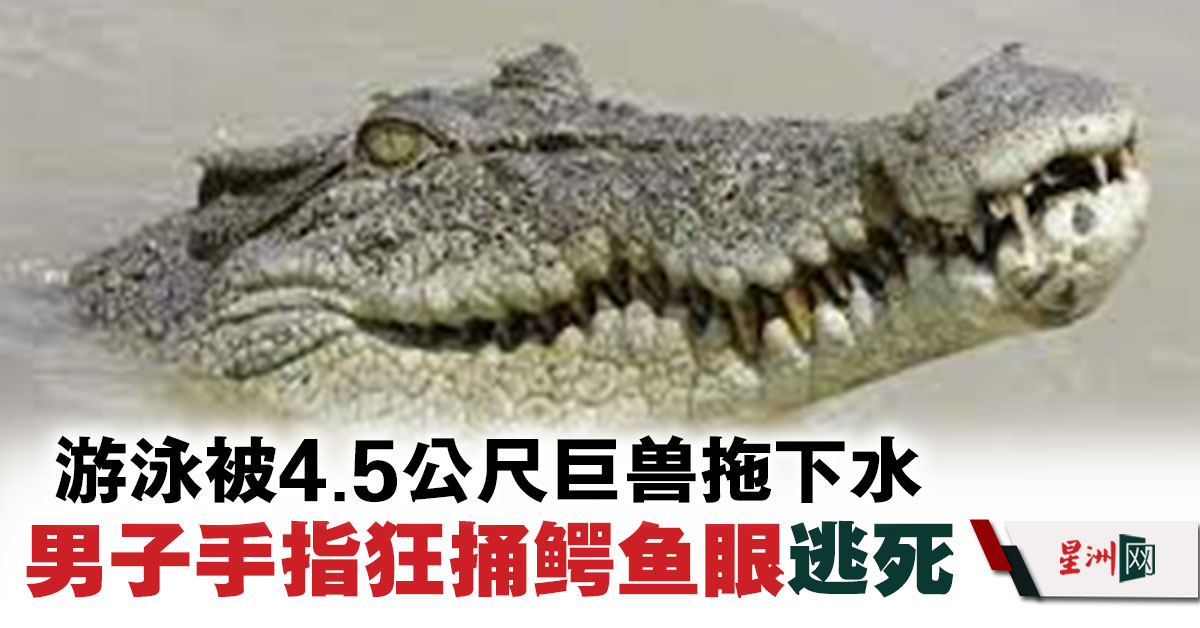 游泳被4.5公尺巨兽拖下水44岁男手指狂捅鳄鱼眼逃死- 国际- 国际拼盘