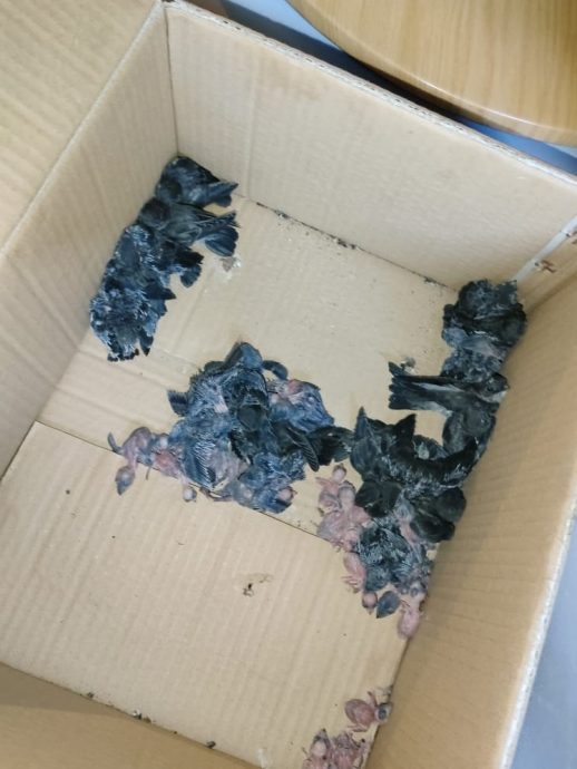 燕窝贼卷土重来，劳勿市区约7间燕屋被爆窃