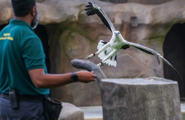 *已簽發*柔：獅城二三事：逾2000只飛禽 遷入獅城飛禽公園