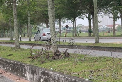 拉曼大学西湖悠闲区路旁美景，近日乏人打理下 路边满布枯树枝与垃圾