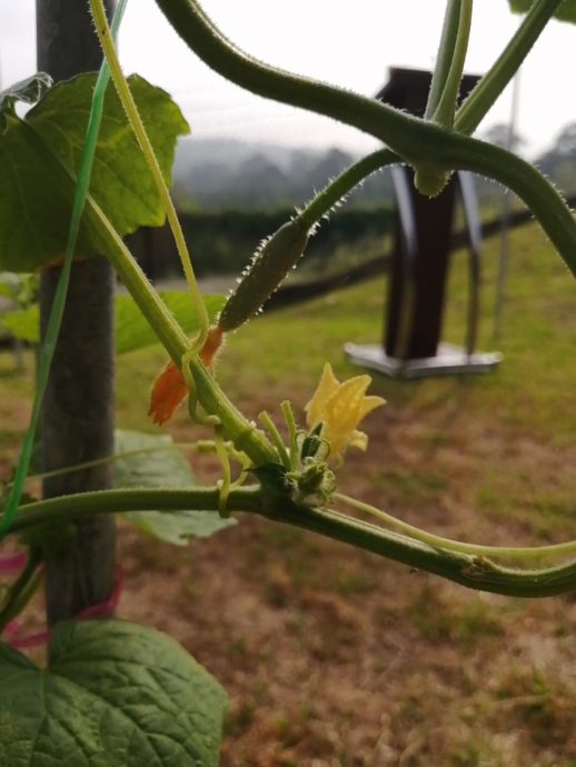 柔：新闻：沙翁华小“菜翁苑”启用  推广绿色校园计划