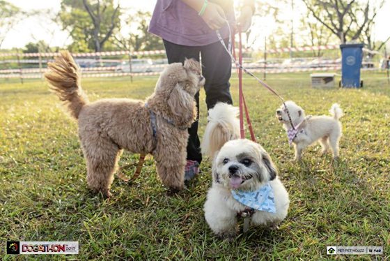 睽违3年，Dogathon回来了，与哈利波特一同欢度魔法时光！