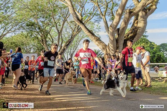 睽违3年，Dogathon回来了，与哈利波特一同欢度魔法时光！