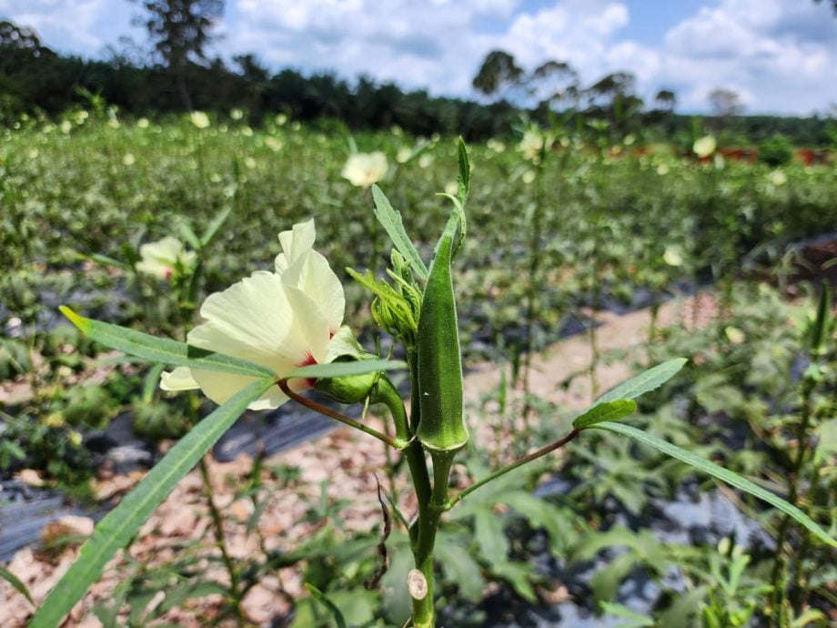 （古城封面主文）蔬菜过剩烂价、假期巴刹没开，菜农倒掉过剩蔬菜、砍掉重种并期望下一波好价格