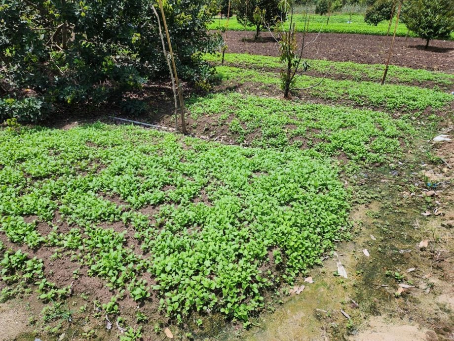 （古城封面主文）蔬菜过剩烂价、假期巴刹没开，菜农倒掉过剩蔬菜、砍掉重种并期望下一波好价格