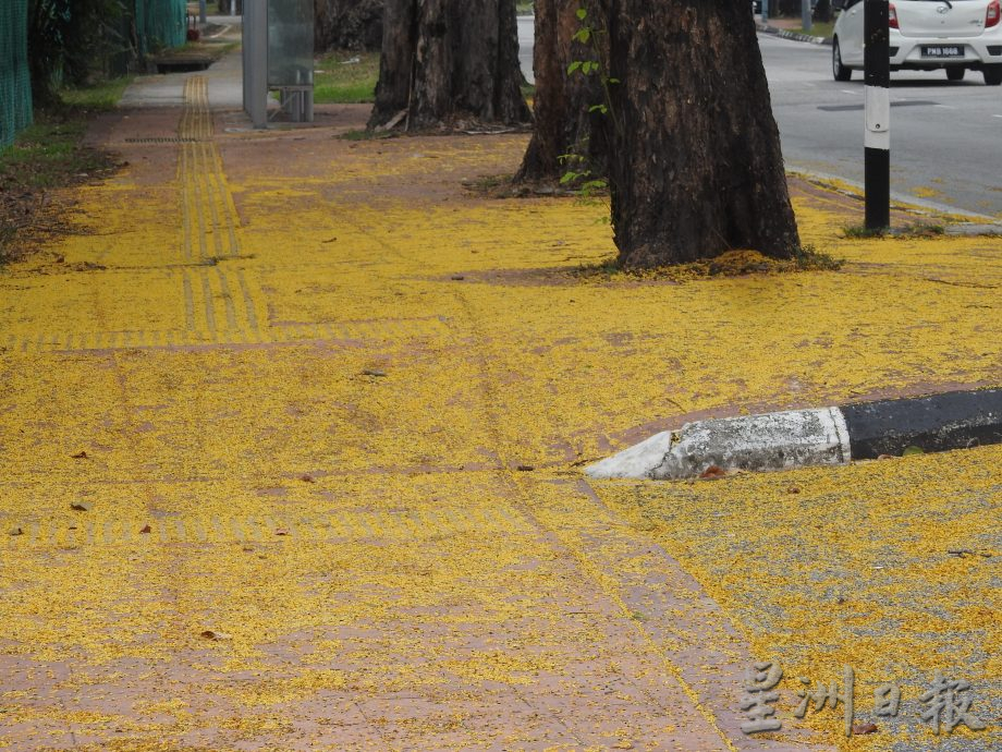 （大北马）槟城开斋节长假迎来了“明日黄花”